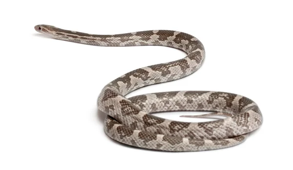Serpiente de maíz de lavanda o serpiente de rata roja, Pantherophis guttatus, frente al fondo blanco —  Fotos de Stock