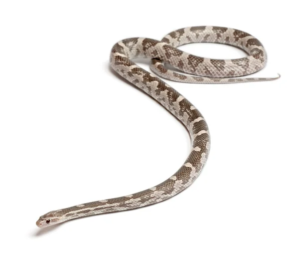 Serpent de maïs lavande ou serpent à rat rouge, Pantherophis guttatus, devant fond blanc — Photo