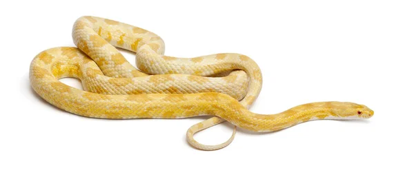 Wąż zbożowy mothley masła lub czerwony rat snake, pantherophis guttatus, przed białym tle — Zdjęcie stockowe