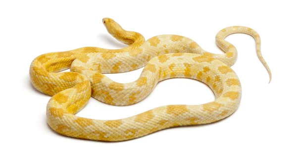 Butter mothley Corn Snake ou Red Rat Snake, Pantherophis guttatus, na frente do fundo branco — Fotografia de Stock