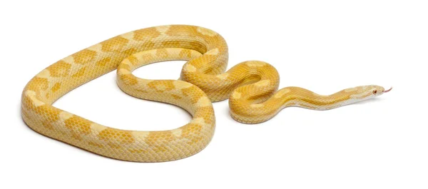 Butter mothley Corn Snake ou Red Rat Snake, Pantherophis guttatus, na frente do fundo branco — Fotografia de Stock