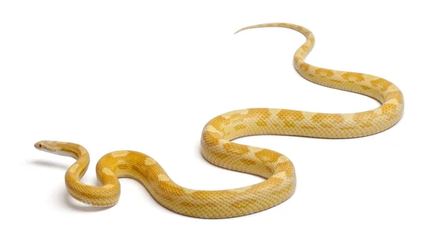 Butter mothley Corn Snake o Red Rat Snake, Pantherophis guttatus, frente a fondo blanco — Foto de Stock