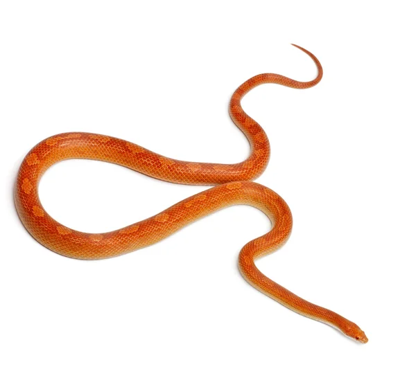 Albinos mothley majs orm eller red rat snake, pantherophis guttatus, framför vit bakgrund — Stockfoto