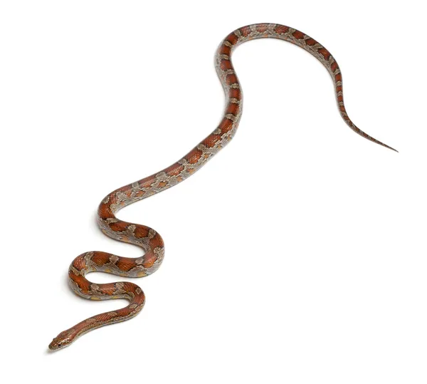 Miami Corn Snake o Red Rat Snake, Pantherophis guttatus, frente al fondo blanco — Foto de Stock