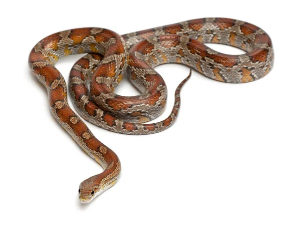 Miami Corn Snake o Red Rat Snake, Pantherophis guttatus, frente al fondo blanco —  Fotos de Stock