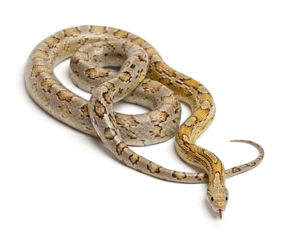 Amber Corn Snake, Pantherophis guttatus, на белом фоне — стоковое фото