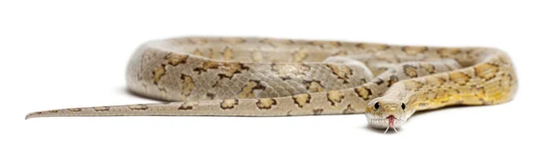 琥珀色的玉米蛇，pantherophis guttatus，在白色背景前 — 图库照片