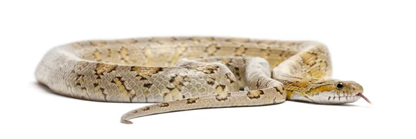 Serpiente de maíz ámbar, Pantherophis guttatus, frente a fondo blanco — Foto de Stock
