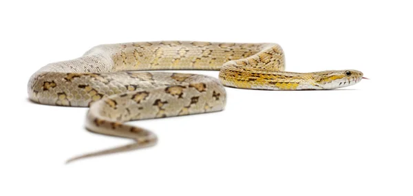 Serpiente de maíz ámbar, Pantherophis guttatus, frente a fondo blanco —  Fotos de Stock