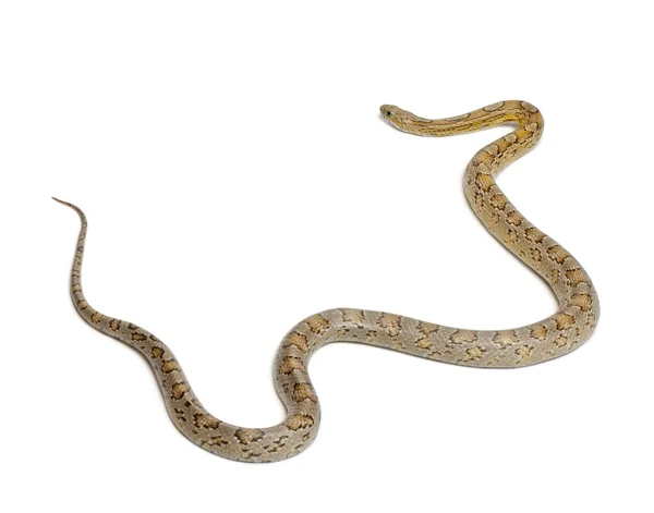 Serpente di mais ambrato, Pantherophis guttatus, davanti allo sfondo bianco — Foto Stock