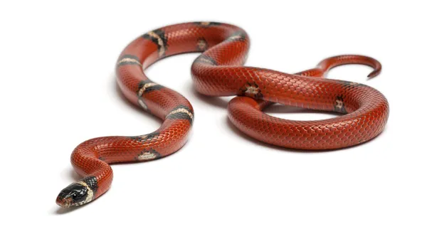 Sinaloan milk snake, Lampropeltis triangulum sinaloae, in front of white background — Stock Photo, Image