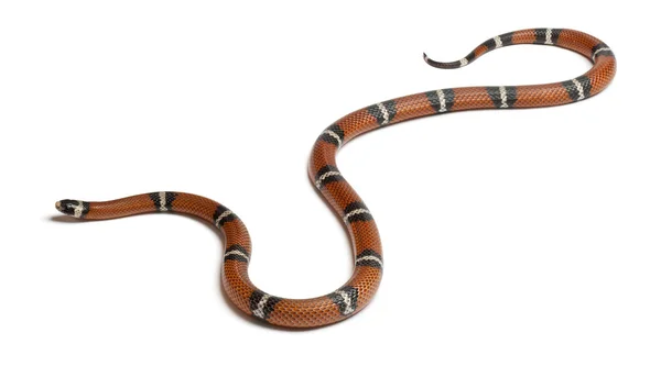 Serpiente de leche o serpiente lechera, Lampropeltis triangulum nelsoni, frente al fondo blanco — Foto de Stock