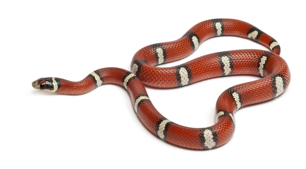 Serpiente de leche o serpiente lechera, Lampropeltis triangulum nelsoni, frente al fondo blanco — Foto de Stock