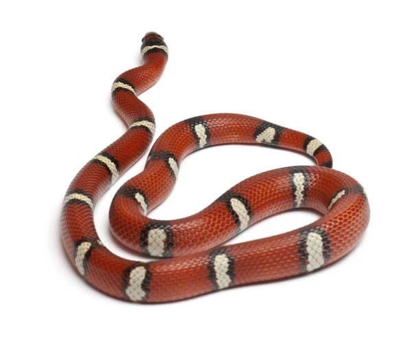 Молочная змея или молочная змея, Lampropeltis triangulum nelsoni, перед белым фоном — стоковое фото