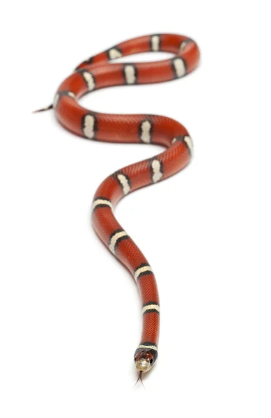 Leite cobra ou milksnake, Lampropeltis triangulum nelsoni, na frente do fundo branco — Fotografia de Stock