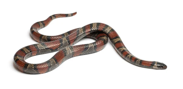キングヘビ属、白い背景の前の lampropeltis ruthveni — ストック写真