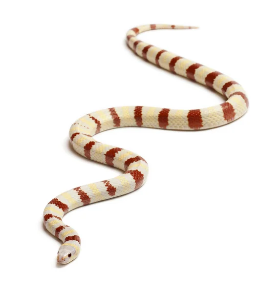 アルビノ キングヘビ属、白い背景の前の lampropeltis ruthveni — ストック写真