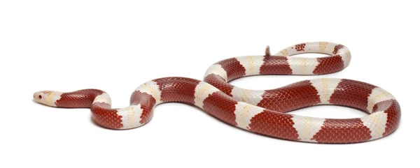 Albinos milk snake ou milksnake, Lampropeltis triangulum nelsoni, na frente do fundo branco — Fotografia de Stock
