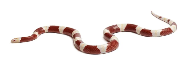 Serpent de lait ou serpent de lait Albinos, Lampropeltis triangulum nelsoni, devant fond blanc — Photo