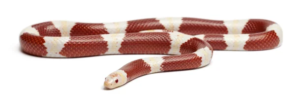 Albinos milk snake ou milksnake, Lampropeltis triangulum nelsoni, na frente do fundo branco — Fotografia de Stock