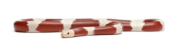 Albinos serpiente de leche o serpiente de leche, Lampropeltis triangulum nelsoni, delante de fondo blanco —  Fotos de Stock