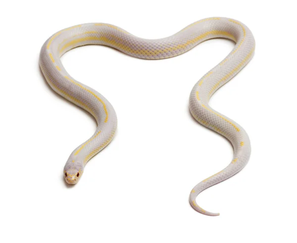 Albinos banana serpente reale orientale o serpente reale comune, Lampropeltis getula californiae, davanti allo sfondo bianco — Foto Stock