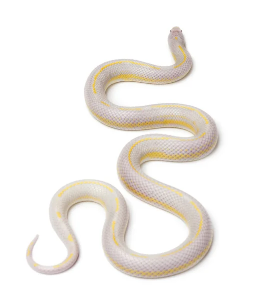 Albinos banana serpente reale orientale o serpente reale comune, Lampropeltis getula californiae, davanti allo sfondo bianco — Foto Stock