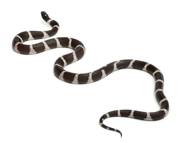 Восточная королевская змея или обыкновенная королевская змея, Lampropeltis getula californiae, перед белым фоном — стоковое фото
