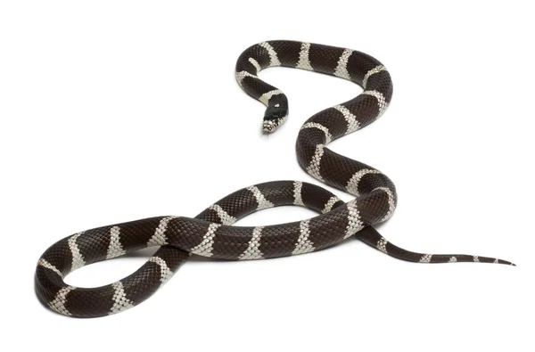 Serpente reale orientale o serpente reale comune, Lampropeltis getula californiae, davanti allo sfondo bianco — Foto Stock
