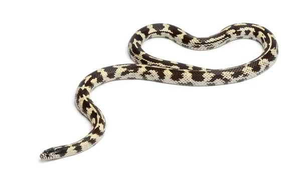 Serpente reale orientale o serpente reale comune, Lampropeltis getula californiae, davanti allo sfondo bianco — Foto Stock