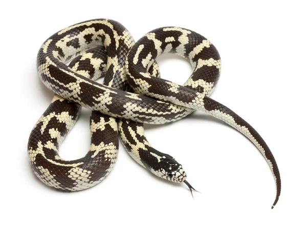 Serpiente real del este del plátano o serpiente real común, Lampropeltis getula californiae, frente al fondo blanco —  Fotos de Stock