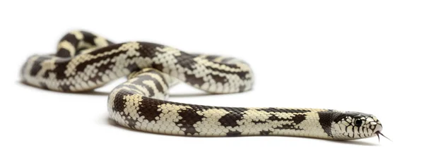Serpiente real del este del plátano o serpiente real común, Lampropeltis getula californiae, frente al fondo blanco — Foto de Stock