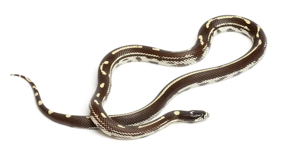 Serpiente real del este del plátano o serpiente real común, Lampropeltis getula californiae, frente al fondo blanco — Foto de Stock