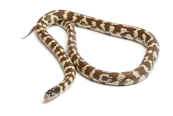 Banana serpente reale orientale o serpente reale comune, Lampropeltis getula californiae, davanti allo sfondo bianco — Foto Stock