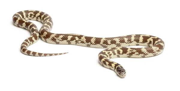 Banana serpente reale orientale o serpente reale comune, Lampropeltis getula californiae, davanti allo sfondo bianco — Foto Stock