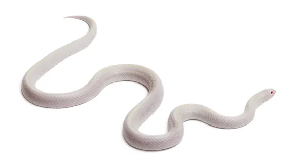 Serpente reale orientale della neve o serpente reale comune, Lampropeltis getula californiae, davanti allo sfondo bianco — Foto Stock