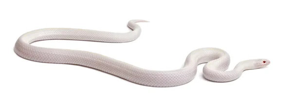 Serpiente real oriental de nieve o serpiente real común, Lampropeltis getula californiae, frente al fondo blanco —  Fotos de Stock