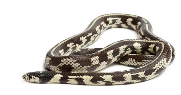Serpente selvatico orientale o serpente reale comune, Lampropeltis getula californiae, davanti allo sfondo bianco — Foto Stock
