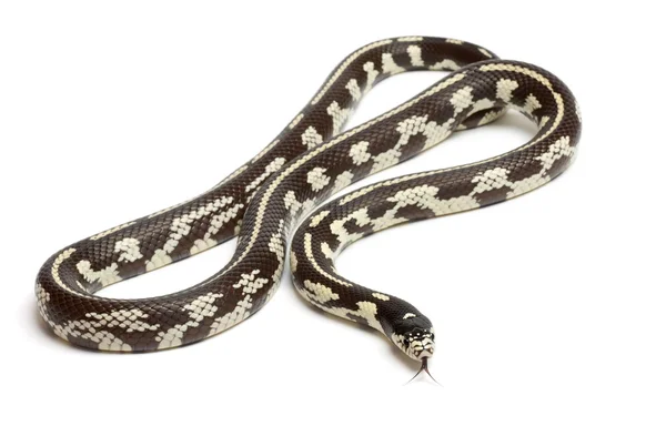 Абберальная восточная королевская змея или обыкновенная королевская змея, Lampropeltis getula californiae, перед белым фоном — стоковое фото