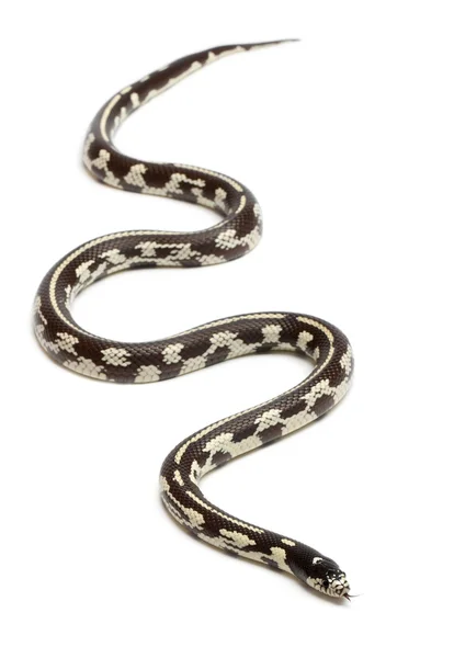 Abberante cobra-real oriental ou cobra-real comum, Lampropeltis getula californiae, na frente do fundo branco — Fotografia de Stock