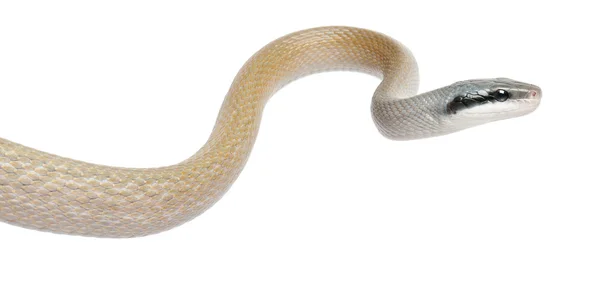 美容老鼠蛇，orthriophis taeniurus ridleyi，在白色背景前 — 图库照片