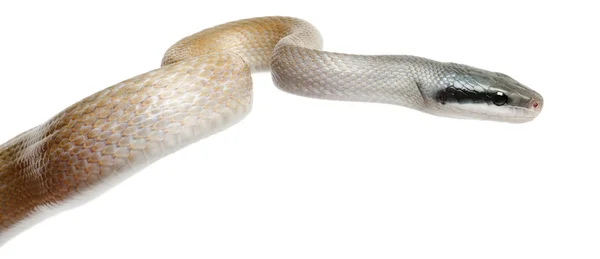Skönhet råtta orm, orthriophis taeniurus ridleyi, framför vit bakgrund — Stockfoto