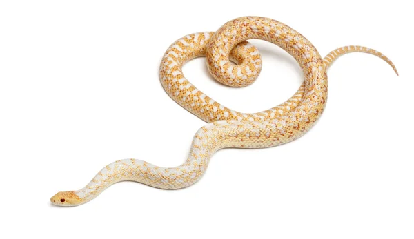 Serpiente gopher del Pacífico Albinos o serpiente gopher de la costa, pituophis catenifer annectans applegate, delante de fondo blanco — Foto de Stock