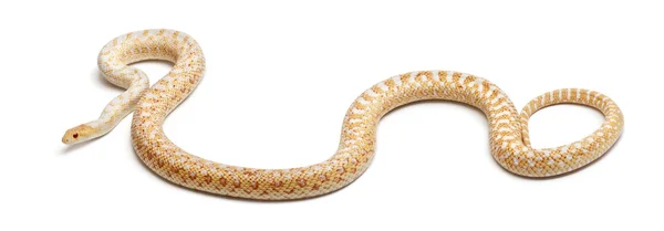 Albinos Pacific gopher snake ou coast gopher snake, pituophis catenifer annectans applegate, na frente do fundo branco — Fotografia de Stock