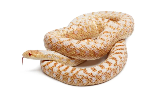 Albínó Kihajt egy vágatot csendes-óceáni, kígyó, vagy part gopher kígyó, pituophis catenifer annectans applegate, fehér háttér előtt — Stock Fotó