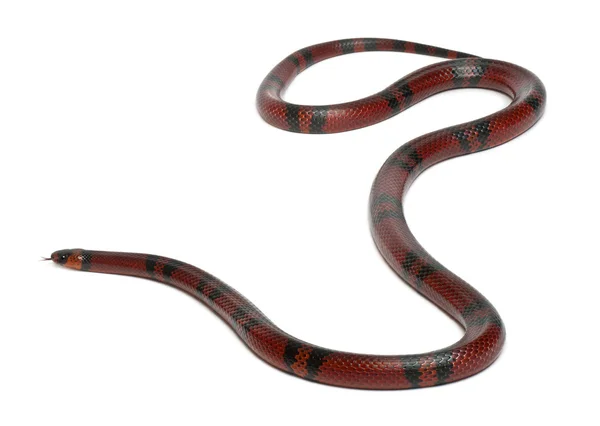 Tangerine Honduran milk snake, Lampropeltis triangulum hondurensis, in front of white background — Stock Photo, Image