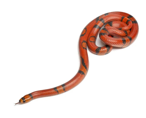 Hypomelanistique Honduran milk snake, Lampropeltis triangulum hondurensis, in front of white background — Stock Photo, Image