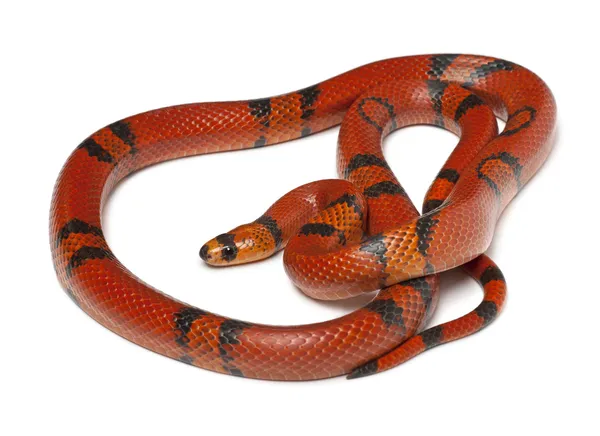 Гондурасская молочная змея, Lampropeltis triangulum hondurensis, на белом фоне — стоковое фото