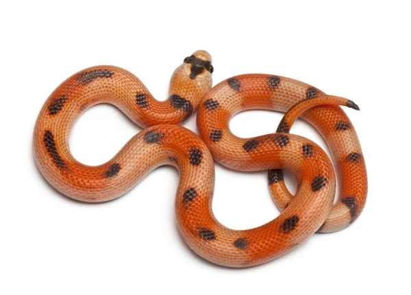 stock image Tricolor Honduran milk snake, Lampropeltis triangulum hondurensis, in front of white background