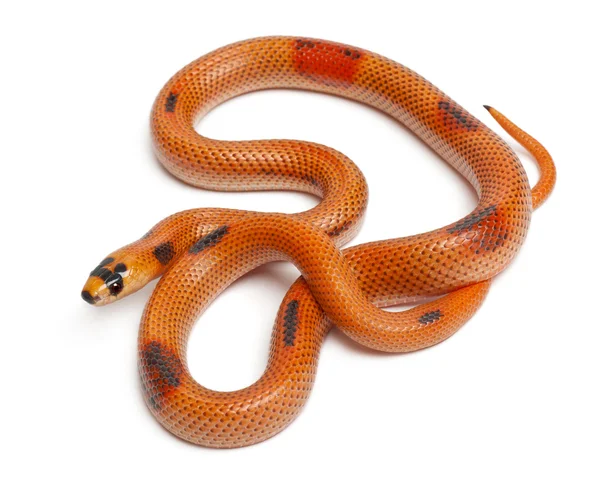 Tricolor Patternless Honduran milk snake, Lampropeltis triangulum hondurensis, in front of white background — Stock Fotó